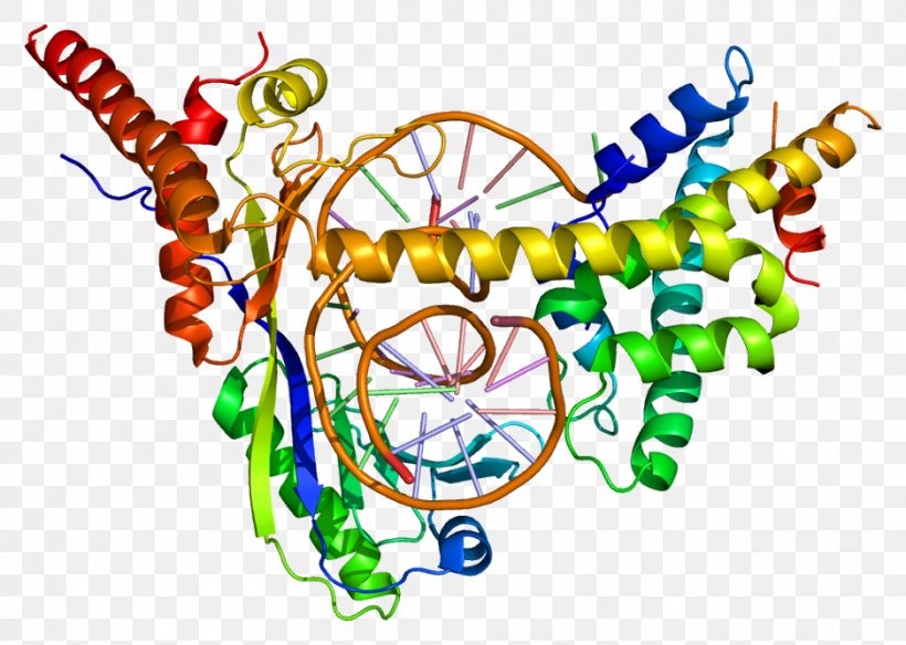 DRAP1 DR1 Repressor Histone Protein, PNG, 938x669px, Dr1, Area, Art, Body Jewelry, Corepressor Download Free