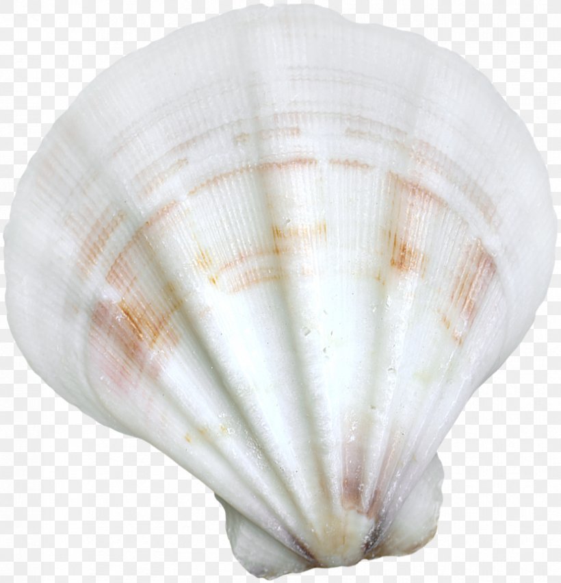Cockle Seashell Conchology, PNG, 830x862px, Cockle, Clam, Clams Oysters Mussels And Scallops, Conchology, Google Images Download Free