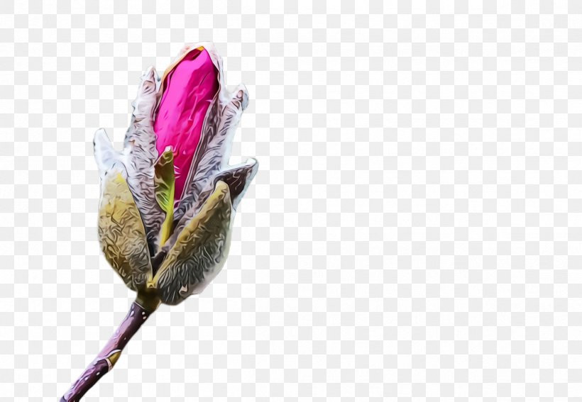 Flower Watercolor, PNG, 2404x1664px, Watercolor, Bud, Flower, Magnolia, Magnolia Family Download Free