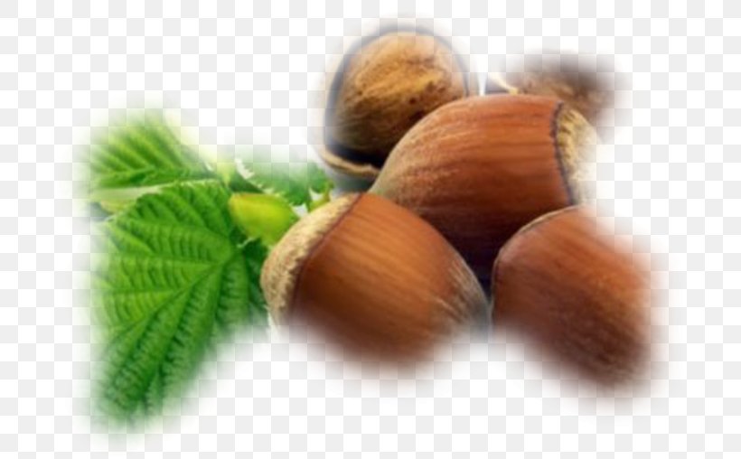 Hazelnut Common Hazel English Walnut Auglis, PNG, 700x508px, Hazelnut, Almond Oil, Auglis, Chocolate, Common Hazel Download Free