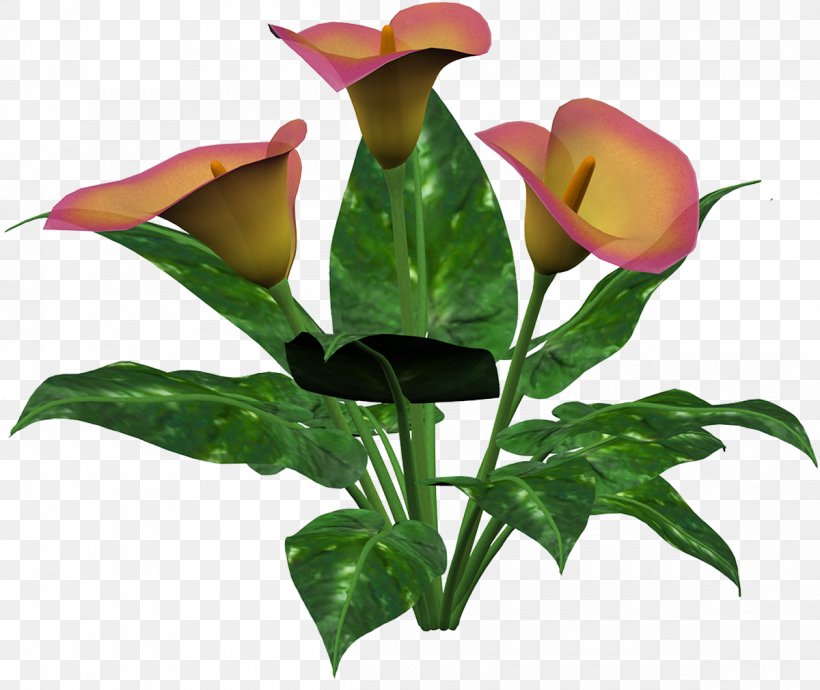 Cut Flowers Callalily Floral Design, PNG, 1200x1010px, Flower, Alismatales, Arum, Arumlily, Callalily Download Free