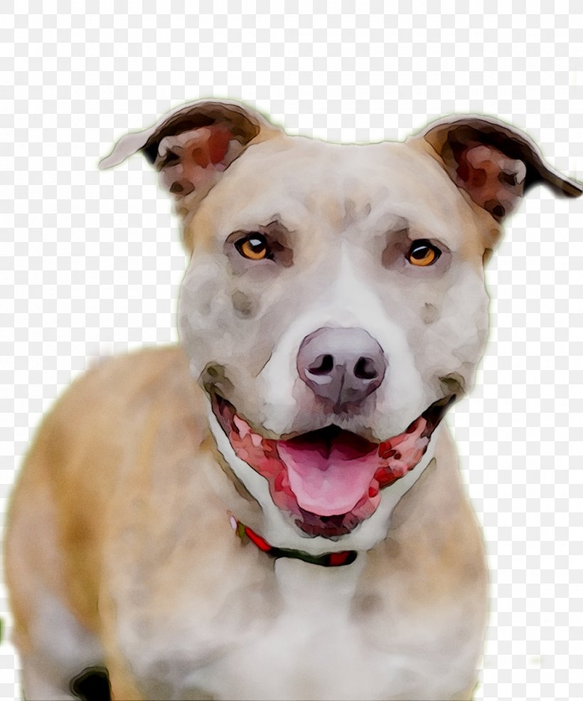 Dog Breed American Pit Bull Terrier Yorkshire Terrier Tosa, PNG, 1040x1250px, Dog Breed, American Pit Bull Terrier, American Staffordshire Terrier, Breed, Bull Terrier Download Free