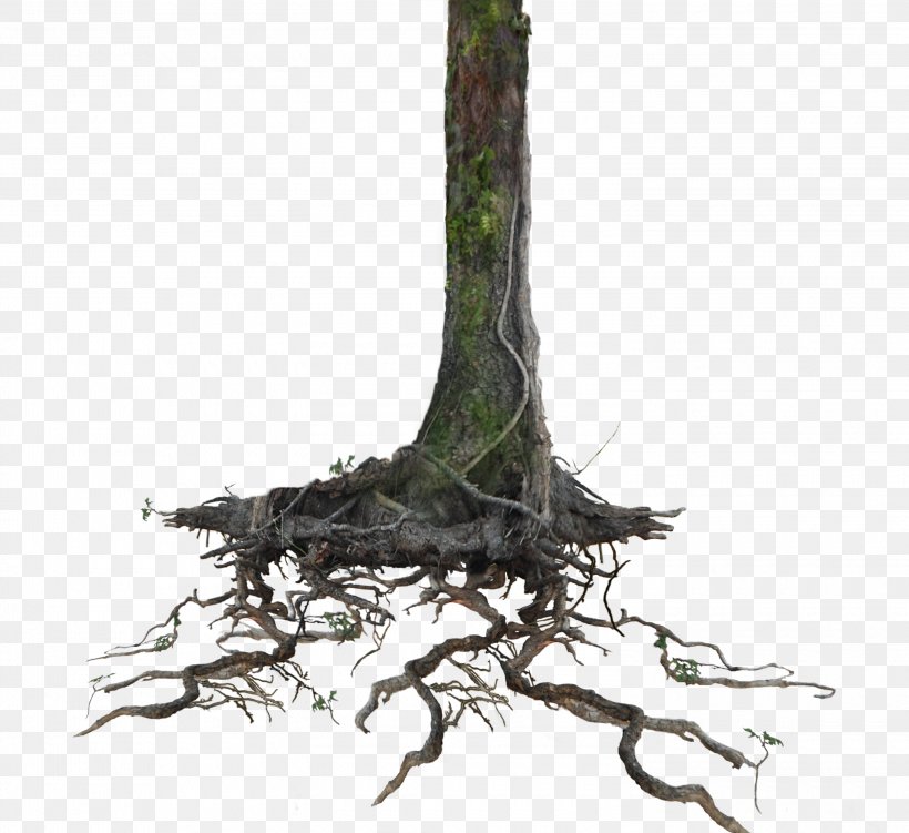 Tree Root Trunk Clip Art, PNG, 3000x2749px, Tree, Andhika Zanuar, Branch, Deviantart, Digital Image Download Free