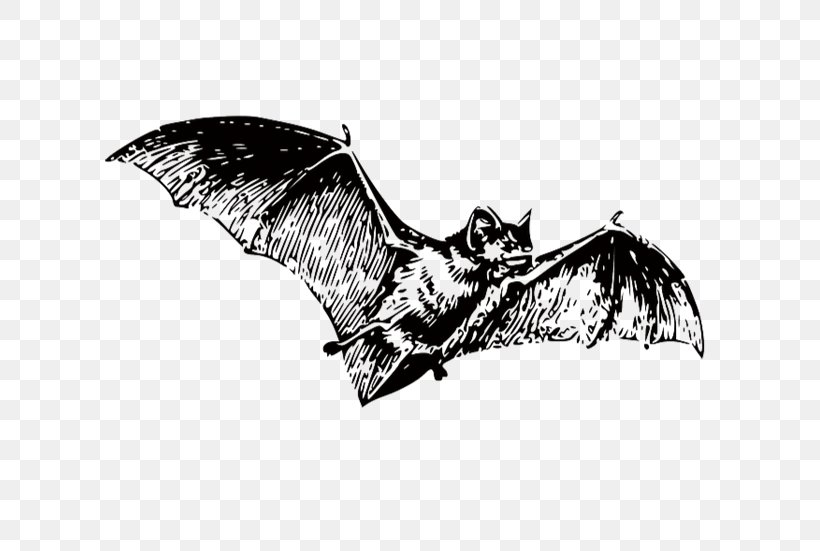 Bat Black And White Clip Art, PNG, 639x551px, Dracula, Bat, Beak, Bird Of Prey, Black And White Download Free