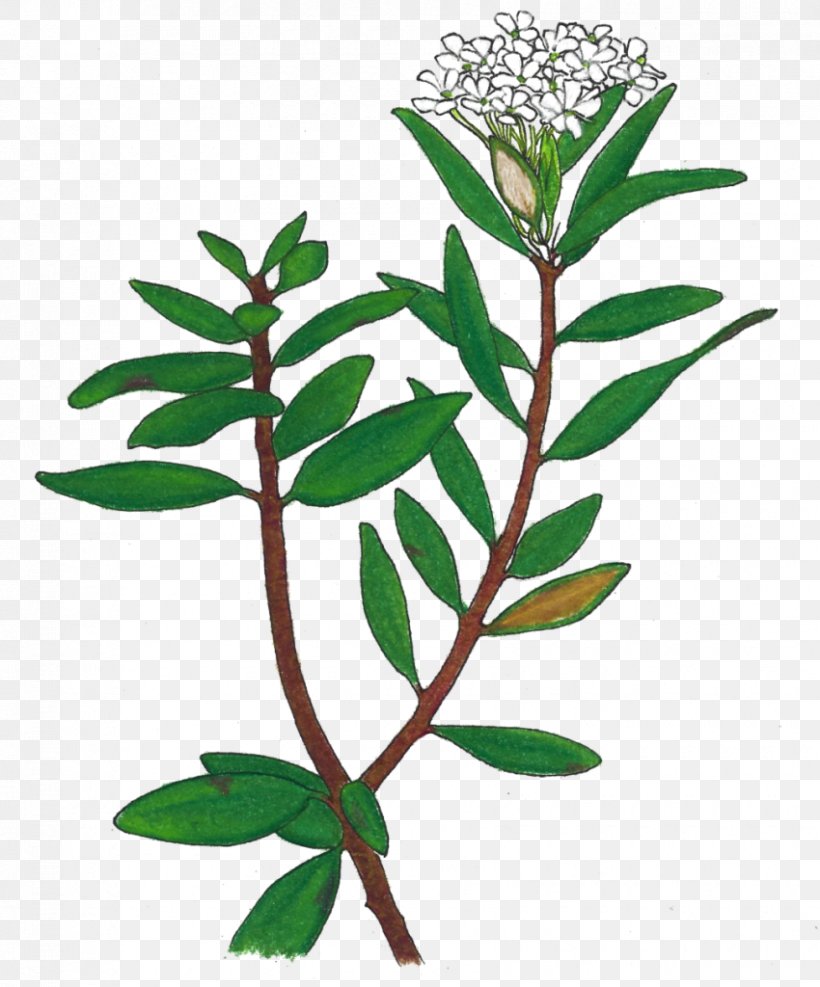 Bog Labrador Tea Plants Flowering Plant, PNG, 850x1024px, Bog Labrador Tea, Branch, Evergreen, Flowering Plant, Flowerpot Download Free