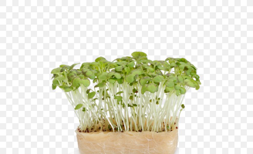 Herb Daikon Garden Cress Mustard Plant, PNG, 500x500px, Herb, Daikon, Flowerpot, Food, Garden Cress Download Free