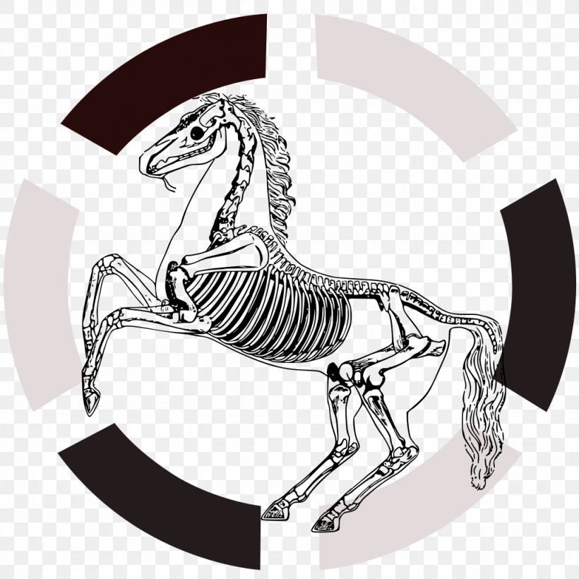 Horse Human Skeleton Anatomy Navicular Bone, PNG, 1024x1024px, Horse, Anatomy, Arm, Art, Black And White Download Free