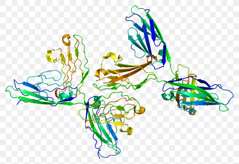 Neural Cell Adhesion Molecule Neuron, PNG, 1139x785px, Neural Cell Adhesion Molecule, Art, Cadherin, Cell, Cell Adhesion Download Free