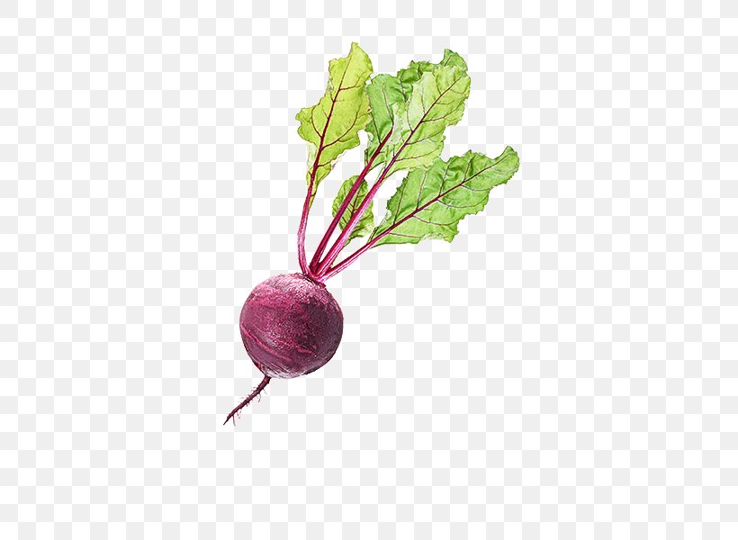 Radish Beetroot Beet Turnip Vegetable, PNG, 600x600px, Radish, Beet, Beet Greens, Beetroot, Food Download Free