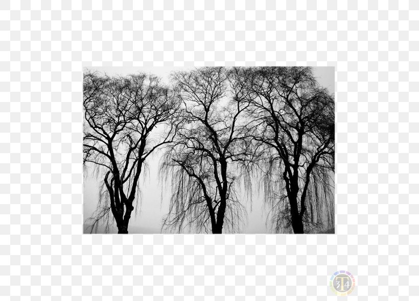 Black And White Tree, PNG, 590x590px, Black And White, Branch, Drawing, Monochrome, Monochrome Photography Download Free