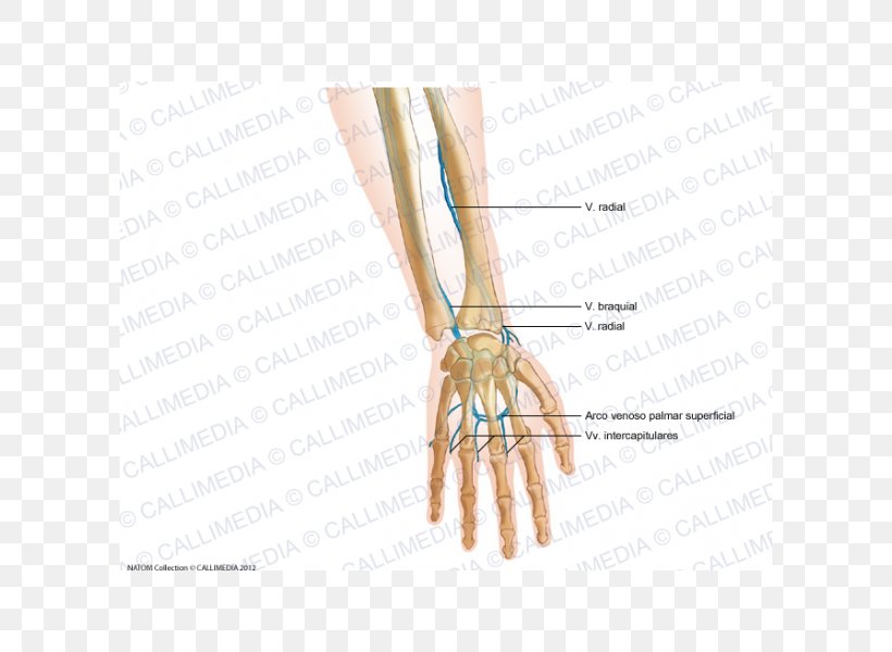 Finger Intercapitular Veins Of The Hand Forearm, PNG, 600x600px, Watercolor, Cartoon, Flower, Frame, Heart Download Free