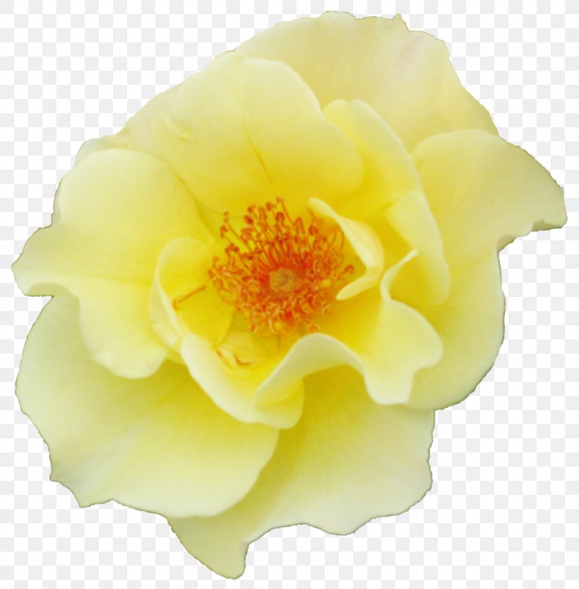 Garden Roses Floribunda Petal, PNG, 1007x1024px, Garden Roses, Floribunda, Flower, Flowering Plant, Garden Download Free