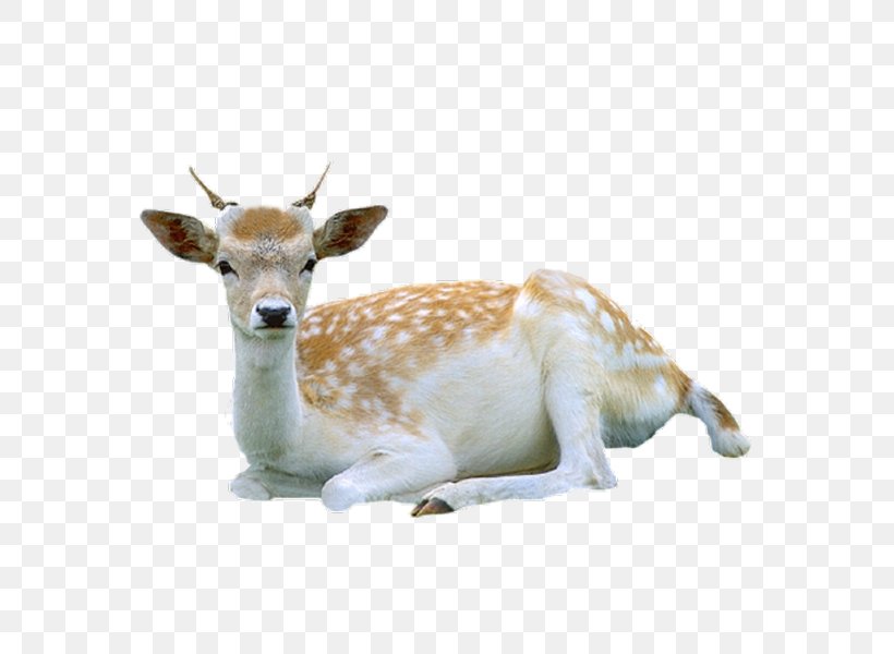 Reindeer Roe Deer Red Deer Tiger, PNG, 600x600px, Deer, Animal, Antelope, Antler, Christmas Download Free