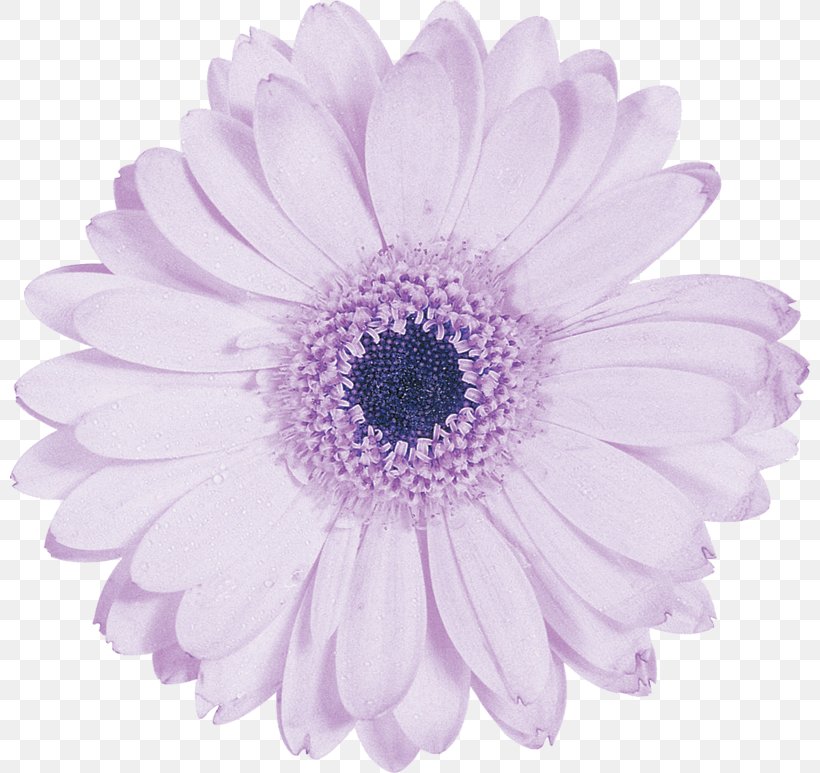 Transvaal Daisy Flower Chrysanthemum, PNG, 800x773px, Transvaal Daisy, Artificial Neural Network, Aster, Chrysanthemum, Chrysanths Download Free