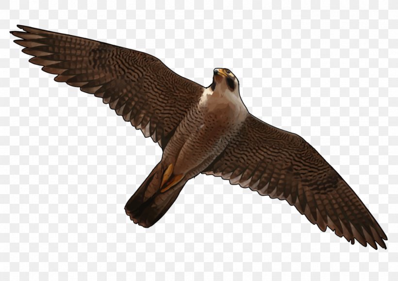 Bird Flight Heron Buzzard Falcon, PNG, 1024x724px, Bird, Accipitriformes, Beak, Bird Of Prey, Buzzard Download Free