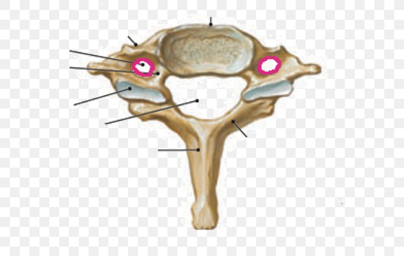 Cervical Vertebrae Human Vertebral Column Atlas, PNG, 690x519px, Cervical Vertebrae, Anatomy, Articular Processes, Atlas, Human Body Download Free