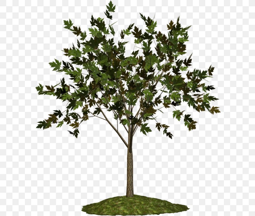 Twig Plane Trees Plant Blog, PNG, 600x695px, Twig, Blog, Branch, Flowerpot, Leaf Download Free