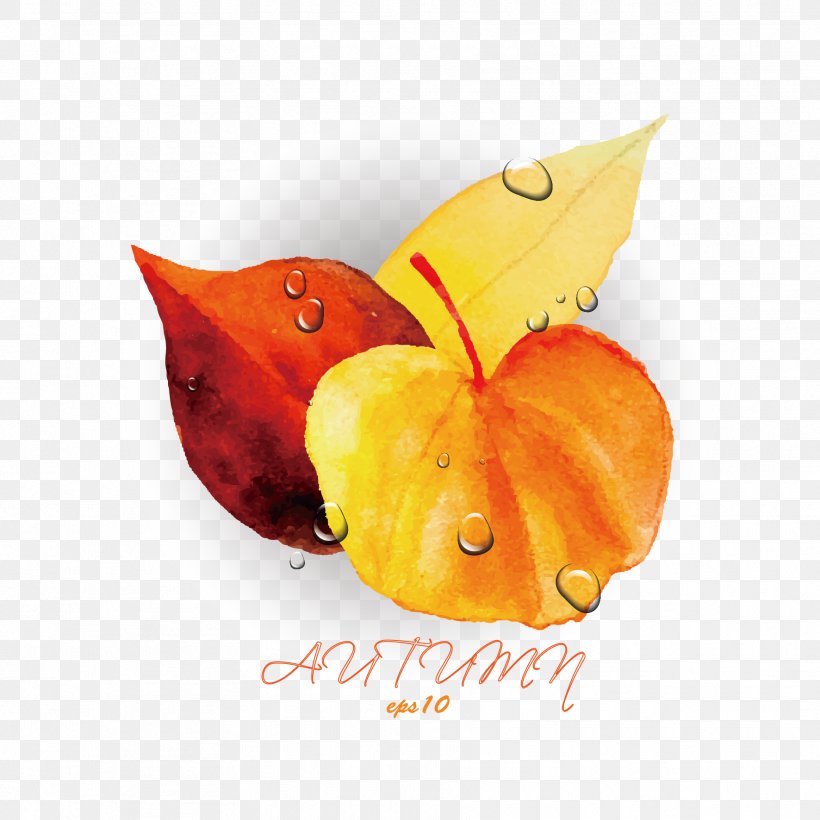 Orange Autumn Leaf, PNG, 1772x1772px, Orange, Apple, Art, Autumn, Butterfly Download Free