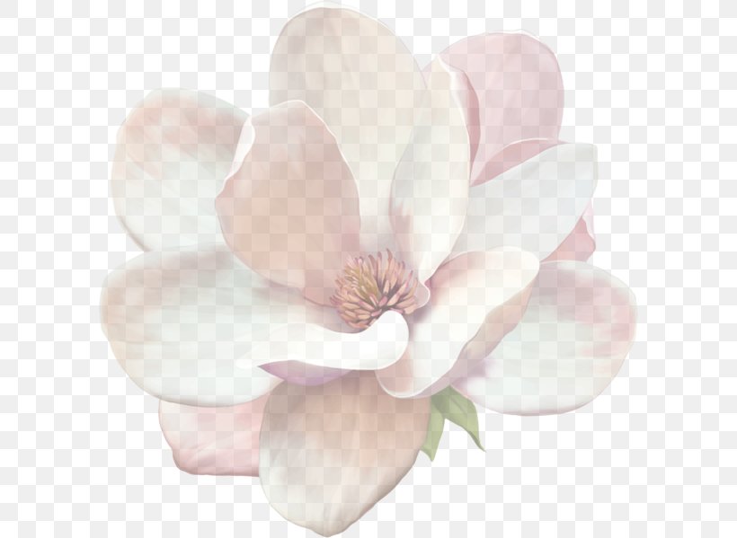 Petal Flowering Plant Flower White Pink, PNG, 600x599px, Petal, Blossom, Flower, Flowering Plant, Magnolia Download Free