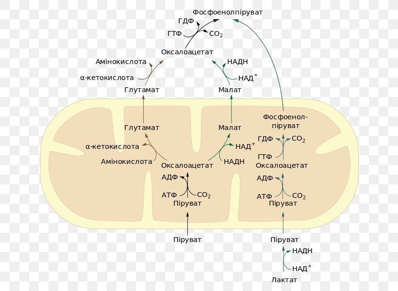Phosphoenolpyruvic Acid Gluconeogenesis Lactic Acid Metabolism, PNG, 692x600px, Pyruvic Acid, Acetylcoa, Area, Biochemistry, Coenzyme A Download Free