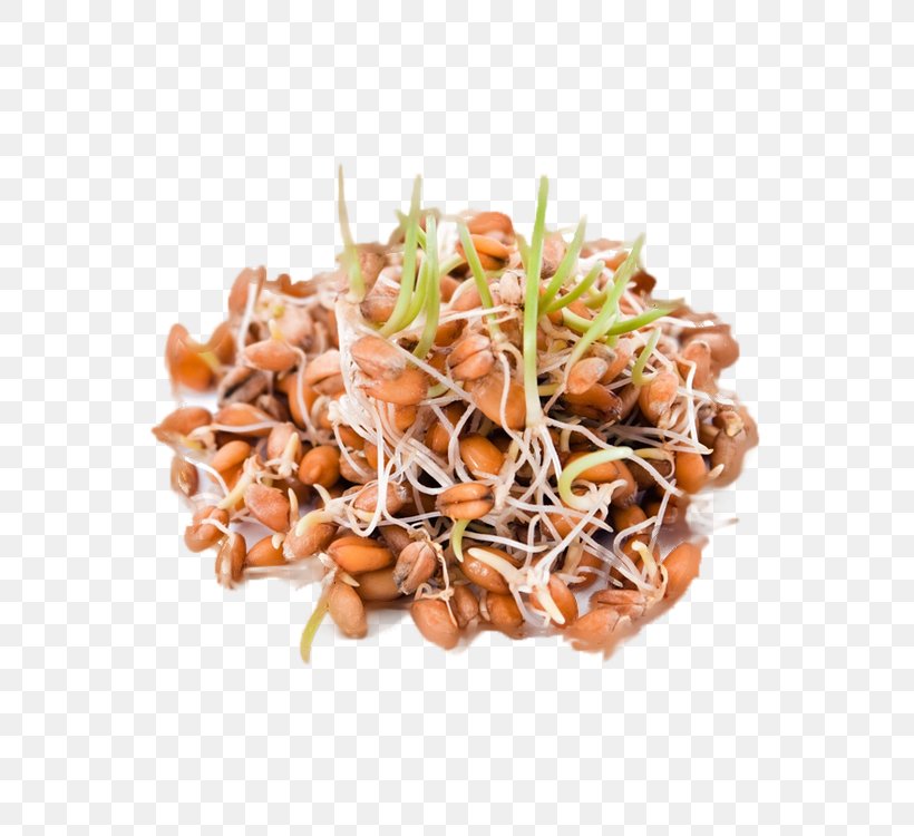 Sprouting Sprouted Bread Wheat Food Gluten-free Diet, PNG, 750x750px, Sprouting, Barley, Bean, Bread, Cereal Download Free