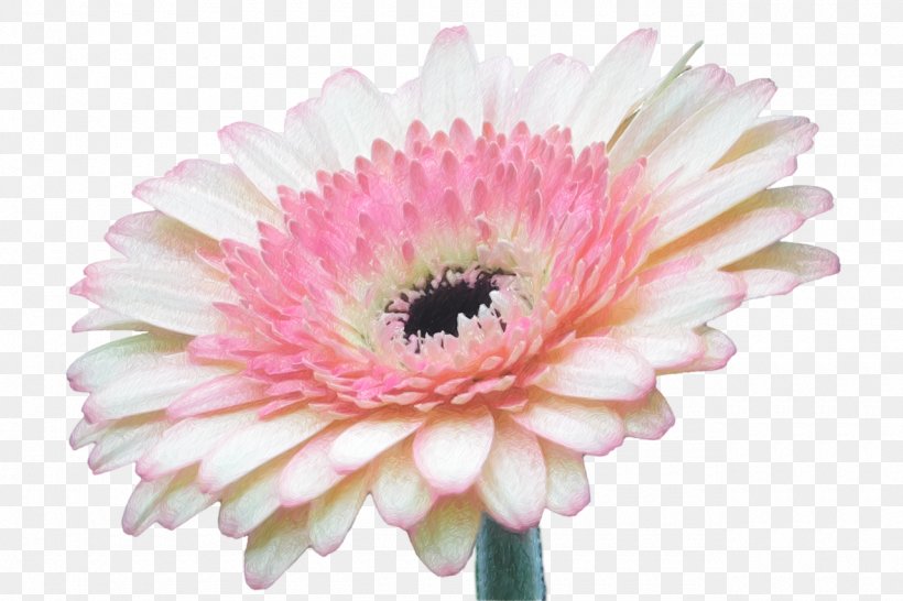 Transvaal Daisy Flower, PNG, 1280x853px, Transvaal Daisy, Asterales, Chrysanths, Cut Flowers, Daisy Download Free