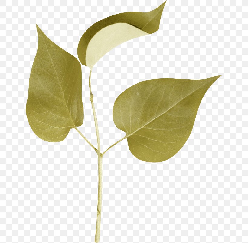 Leaf Branch Plant Stem Clip Art, PNG, 650x802px, Leaf, Branch, Green, Internet Forum, Plant Download Free