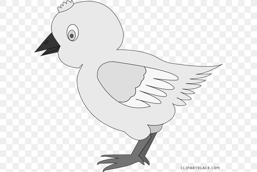 Chicken Clip Art Vector Graphics Image, PNG, 600x549px, Chicken, Beak, Bird, Blackandwhite, Cartoon Download Free