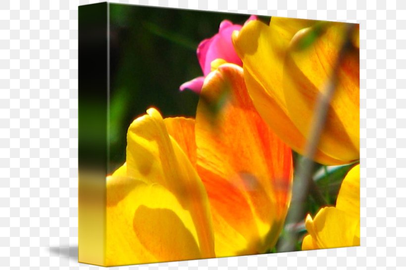 Close-up Desktop Wallpaper Computer, PNG, 650x547px, Closeup, Close Up, Computer, Flora, Flower Download Free