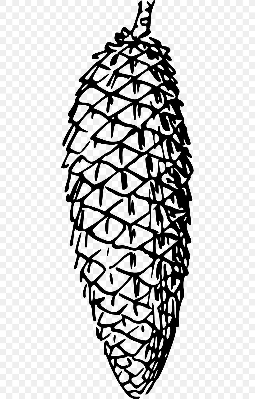 Conifer Cone Pine Spruce Clip Art, PNG, 640x1280px, Conifer Cone, Black And White, Branch, Coloring Book, Cone Download Free