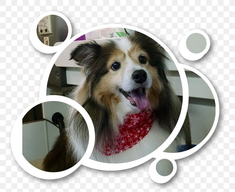 Dog Breed Dog Grooming Paw Puppy, PNG, 779x671px, Dog Breed, Beauty Parlour, Breed, Coat, Companion Dog Download Free