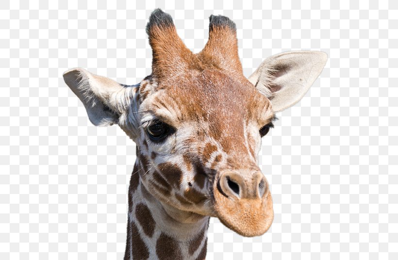 Giraffe Neck Terrestrial Animal Snout Wildlife, PNG, 600x536px, Giraffe, Animal, Giraffidae, Mammal, Neck Download Free