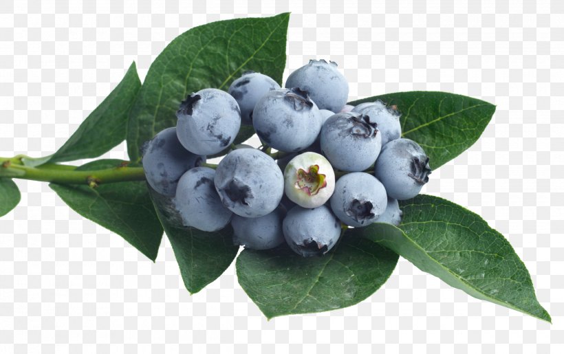 Juice Punch Blueberry Flavor Syrup, PNG, 2480x1560px, Juice, Berry, Bilberry, Blueberry, Blueberry Extract Download Free