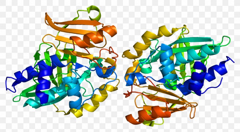 N-acetyltransferase 2 N-acetyltransferase 1 Enzyme, PNG, 1123x617px, Nacetyltransferase, Acetyl Group, Acetyltransferase, Amine, Aromatic Amine Download Free
