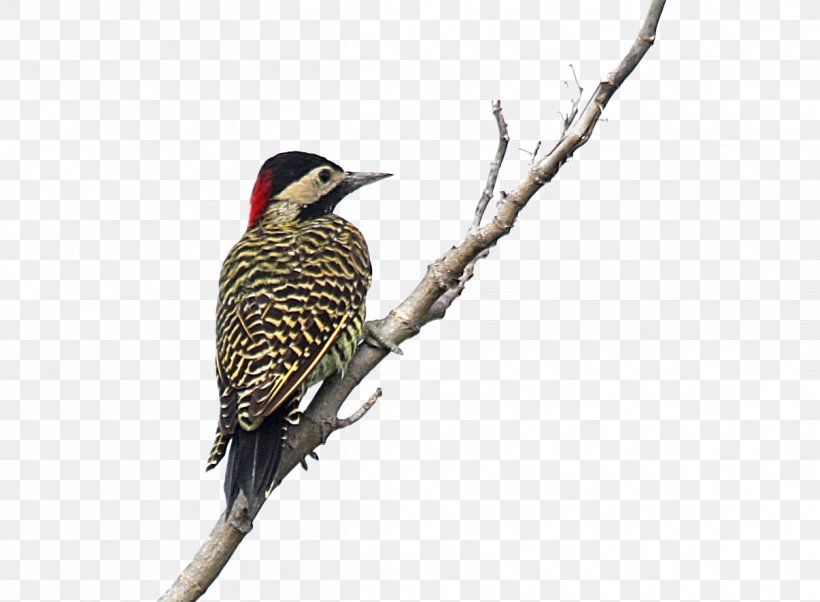 Northern Flicker Woodpecker Bird Finches, PNG, 1206x886px, Northern Flicker, Acorn Woodpecker, Beak, Bird, Cuckoos Download Free