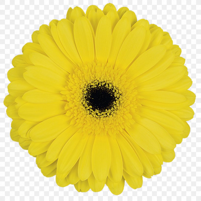 Cut Flowers Transvaal Daisy Yellow Blume, PNG, 1024x1024px, Flower, Blume, Calendula, Carnation, Chrysanths Download Free