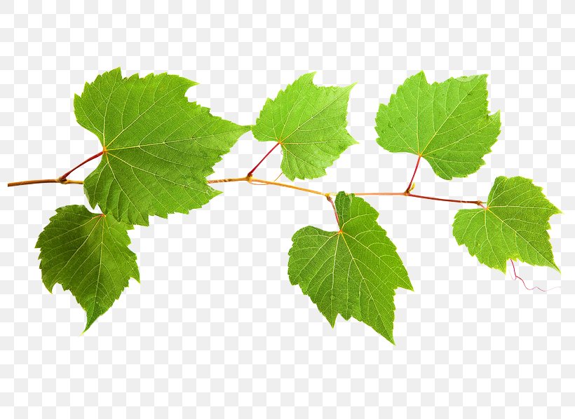 Grape Twig Plant Stem Leaf, PNG, 812x598px, Grape, Branch, Grape Leaves, Grapevine Family, Leaf Download Free