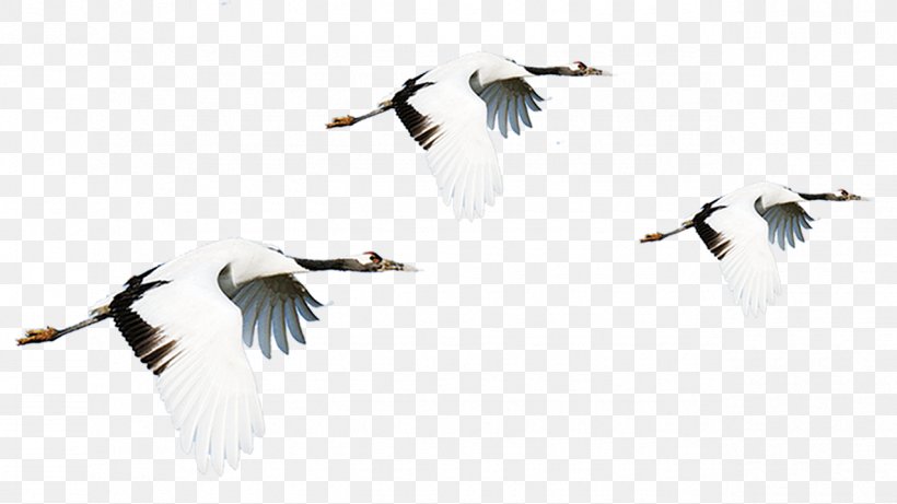 Red-crowned Crane Bird Flight, PNG, 1275x718px, Crane, Beak, Bird, Dots Per Inch, Ducks Geese And Swans Download Free