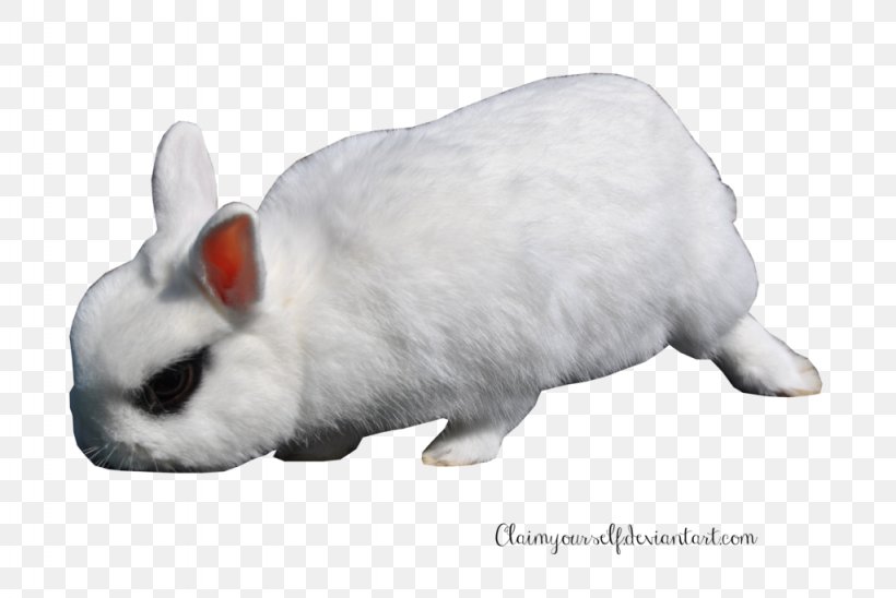 White Rabbit Hare European Rabbit Domestic Rabbit, PNG, 1024x685px, White Rabbit, Animal Figure, Deviantart, Domestic Rabbit, European Rabbit Download Free