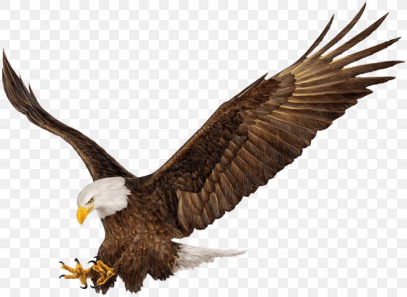 Bald Eagle Bird Clip Art Image, PNG, 850x620px, Bald Eagle, Accipitridae, Accipitriformes, Animal Figure, Beak Download Free