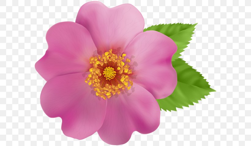 Desktop Wallpaper Rose Clip Art, PNG, 600x477px, Rose, Animation, Annual Plant, Flower, Flowering Plant Download Free