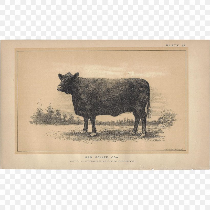 Jersey Cattle Highland Cattle Taurine Cattle Ox Zazzle, PNG, 1786x1786px, Jersey Cattle, Bull, Cattle, Cattle Like Mammal, Cow Download Free