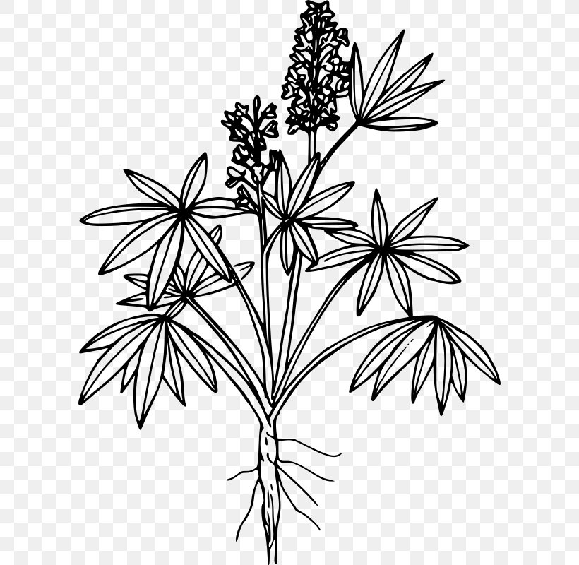 Line Art European Yellow Lupine Drawing Clip Art, PNG, 598x800px, Line Art, Art, Black And White, Branch, Color Download Free