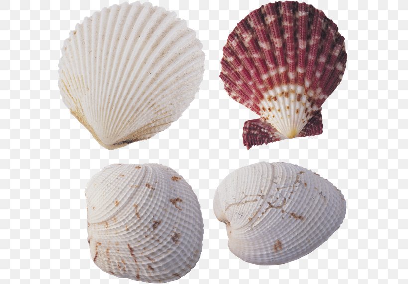 Seashell Desktop Wallpaper Shellfish Animaatio, PNG, 600x571px, Seashell, Animaatio, Caracola, Clam, Clams Oysters Mussels And Scallops Download Free