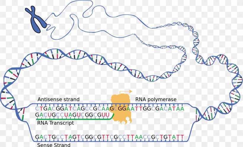 Transcription DNA RNA Translation Nucleic Acid Sequence, PNG, 1280x776px, Transcription, Area, Body Jewelry, Border, Coding Strand Download Free