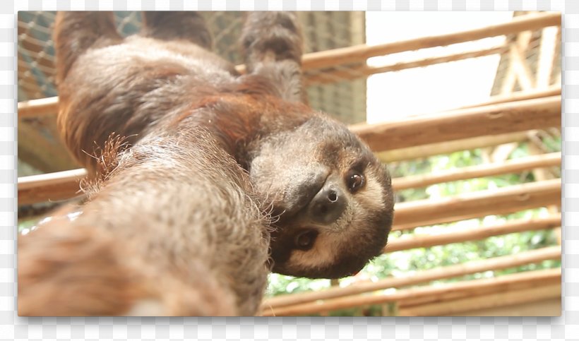Baby Sloths Animal Selfie Three-toed Sloth, PNG, 1862x1097px, Sloth, Animal, Animal Planet, Astronaut, Baby Sloths Download Free
