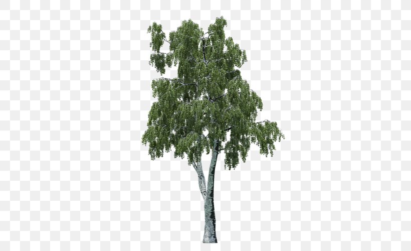 Branch Tree Lepidodendron Oak Coast Redwood, PNG, 500x500px, 132 Scale, Branch, Coast Redwood, G Scale, Ho Scale Download Free