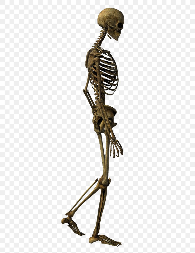 Human Skeleton Bone Homo Sapiens Skull, PNG, 372x1063px, Skeleton, Bone, Chimpanzee, Homo Sapiens, Human Skeleton Download Free
