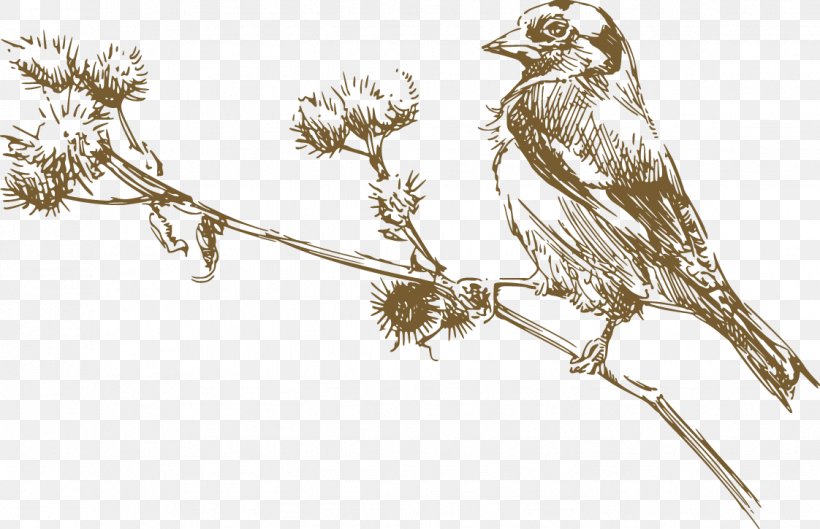 Bird Euclidean Vector Drawing Illustration, PNG, 1122x725px, Bird, Animal, Beak, Branch, Cartoon Download Free