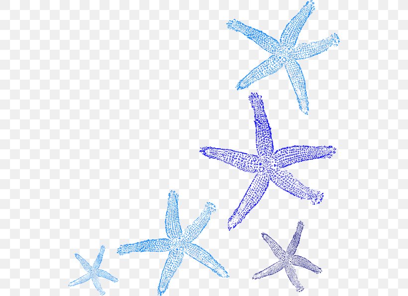 Coral Common Starfish Clip Art, PNG, 546x595px, Coral, Asterias, Blue, Color, Common Starfish Download Free